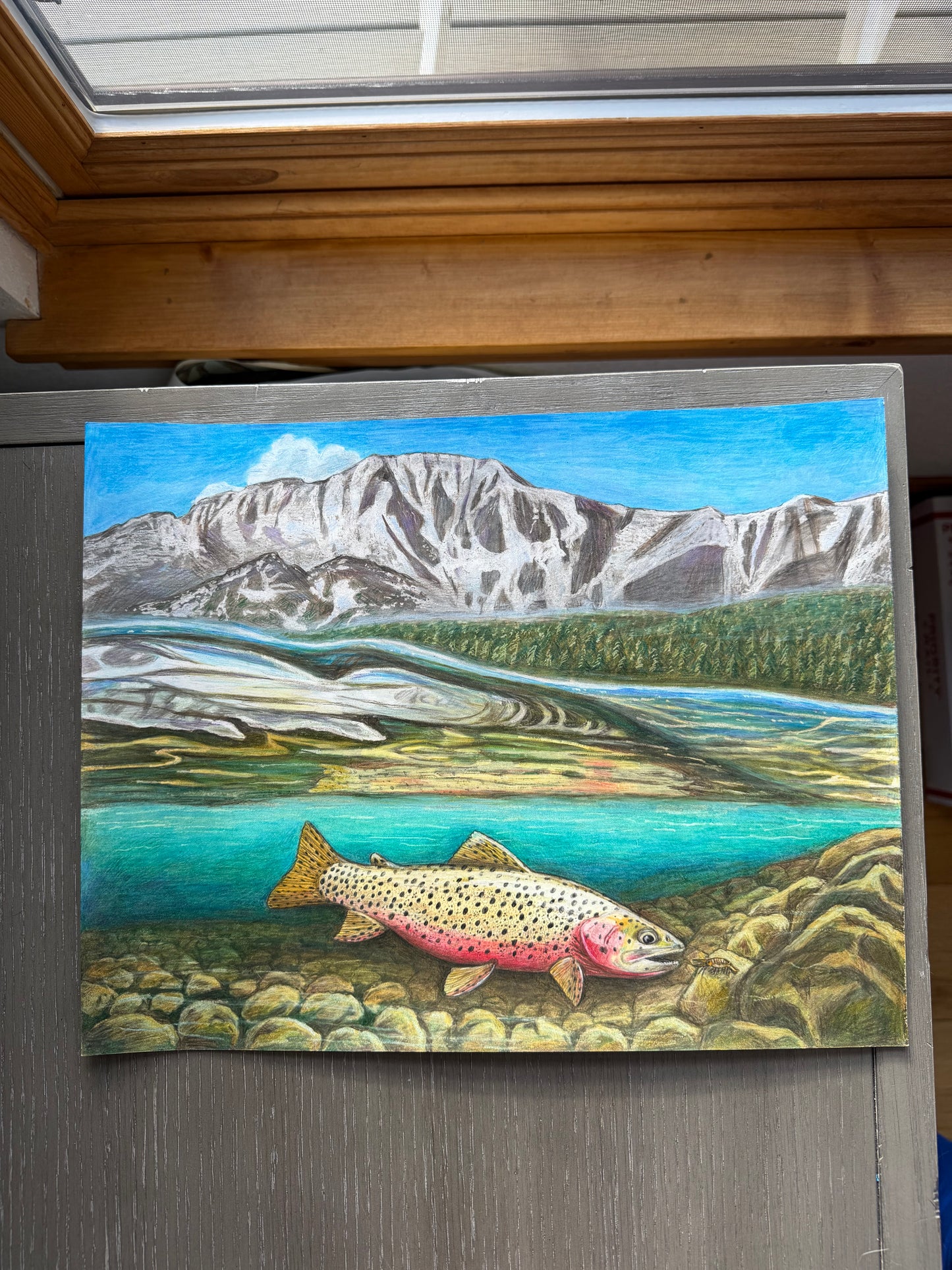 Swimming with Alpine Cutthroat