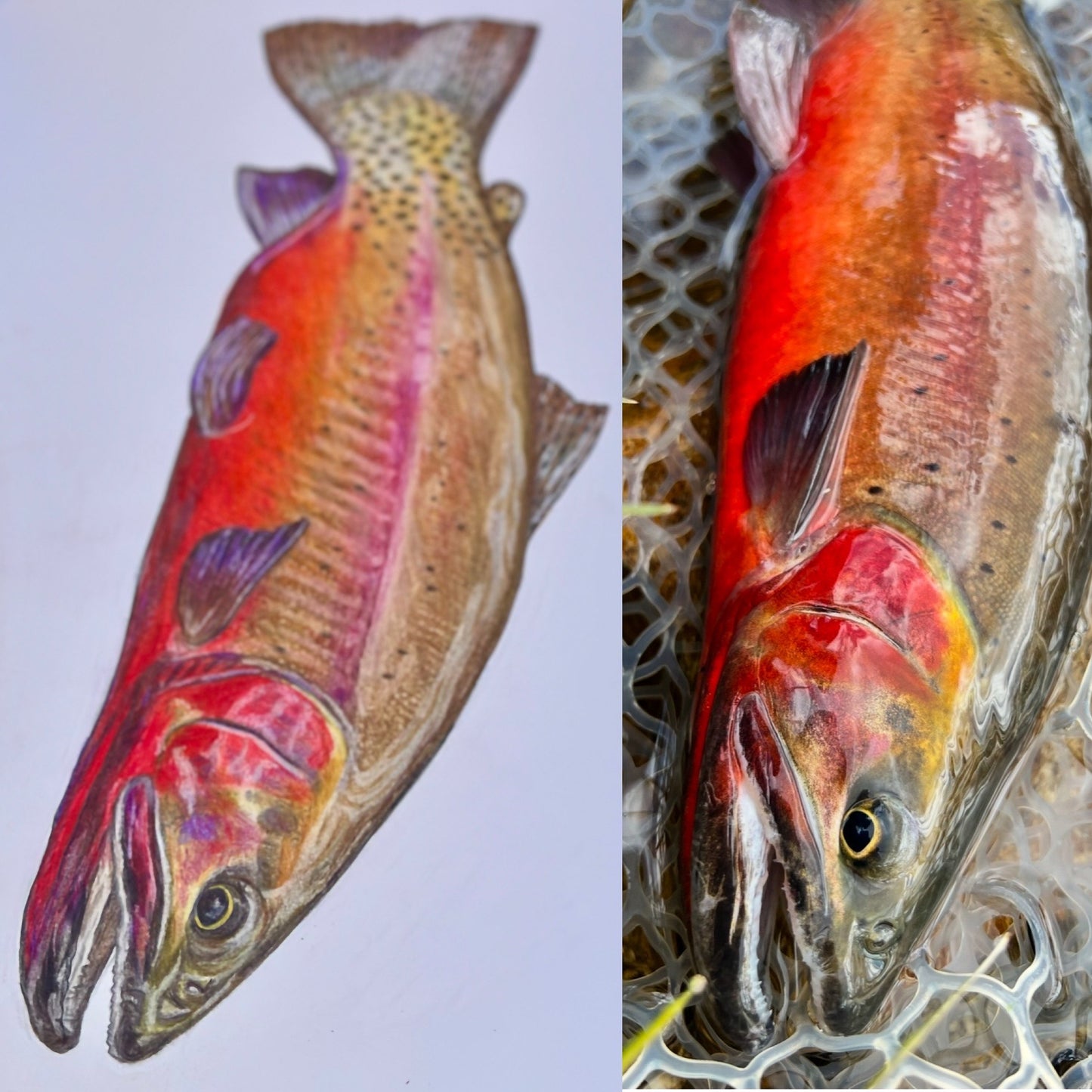 Crimson Red Cutthroat