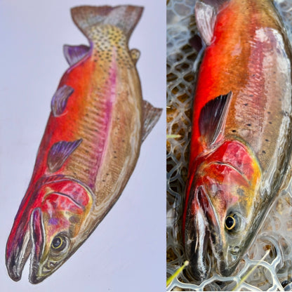Crimson Red Cutthroat