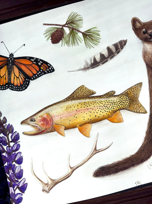 Encounters in the High Country