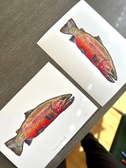 Crimson Red Cutthroat