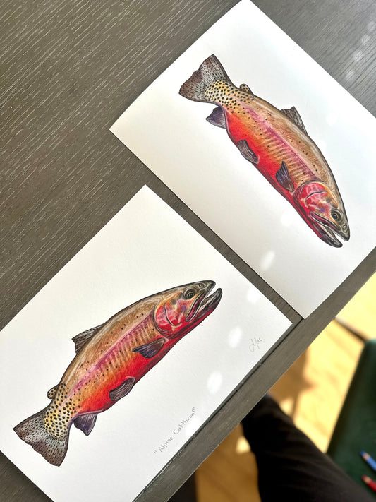 Crimson Red Cutthroat